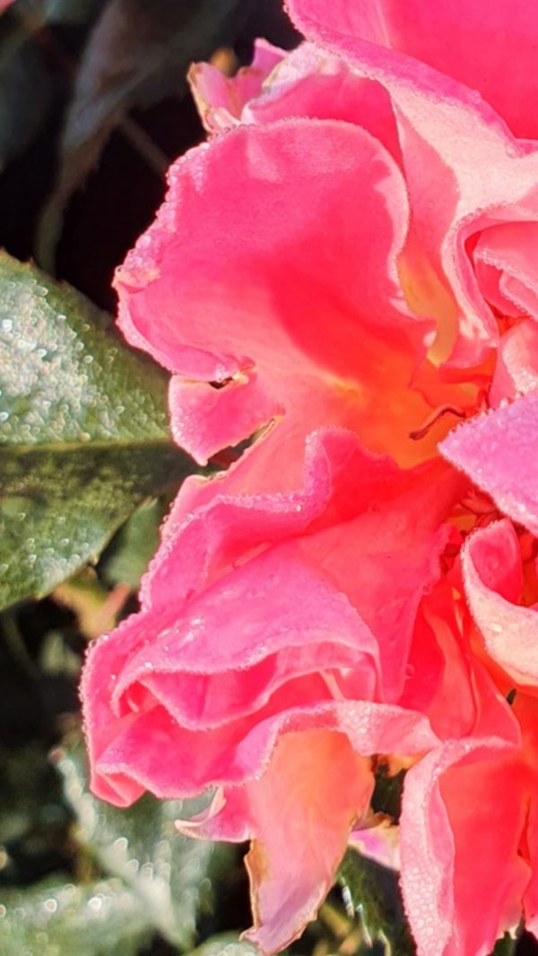 Rosa 'Audrey Wilcox'