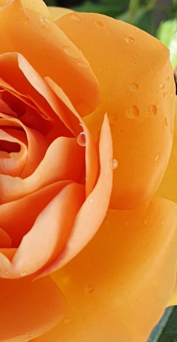 Rosa 'Golden Beauty' Rosa 'Golden Beauty'