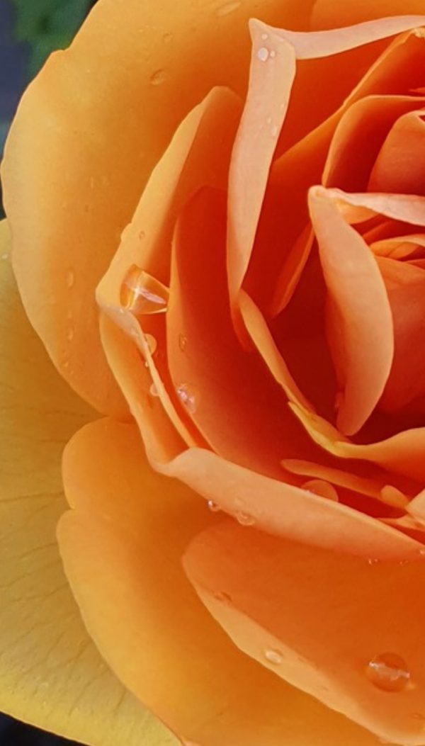 Rosa 'Golden Beauty'2 Rosa 'Golden Beauty'