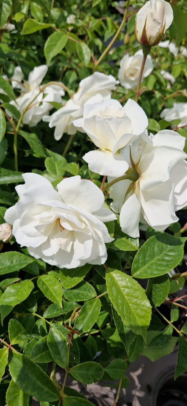 Rosa 'Iceberg' (Climber)