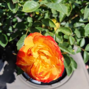 Rosa ‘Irish Eyes’