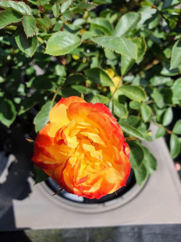 Rosa ‘Irish Eyes’