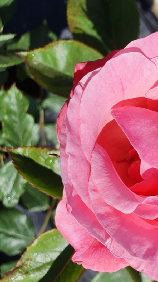 Rosa 'Queen Elizabeth'