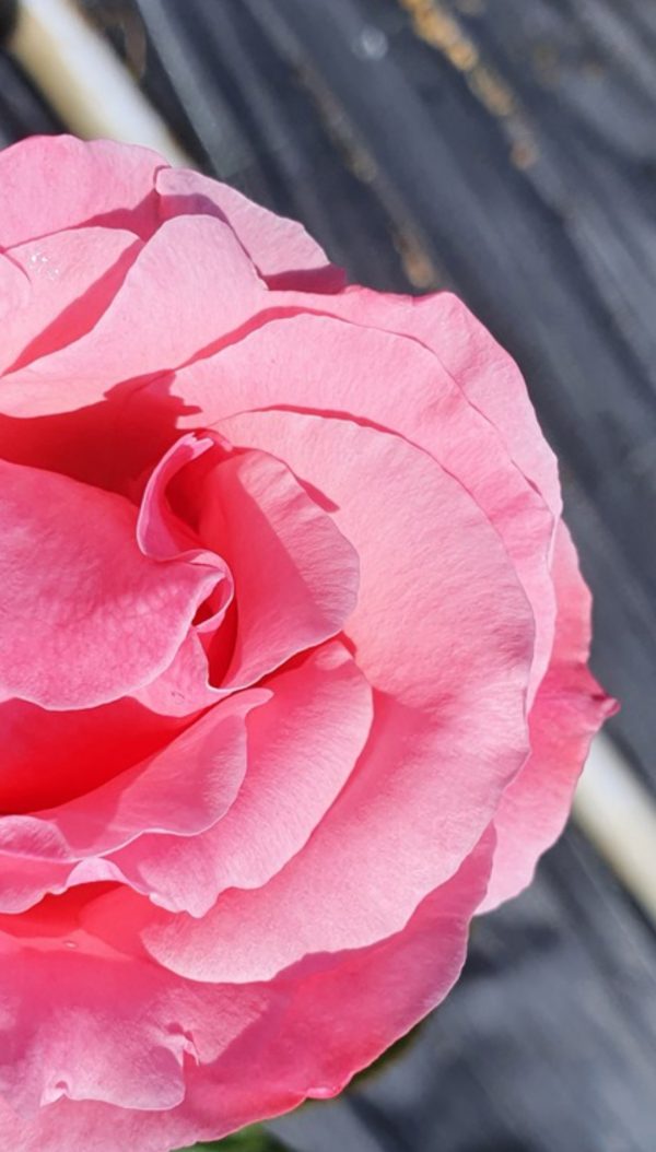 Rosa 'Queen Elizabeth'