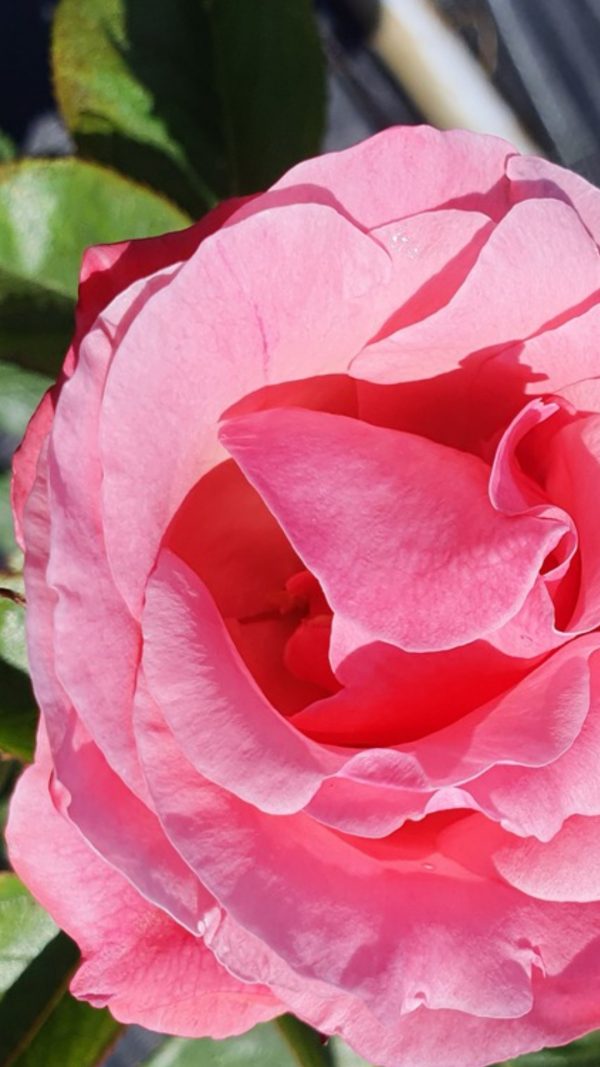 Rosa 'Queen Elizabeth'