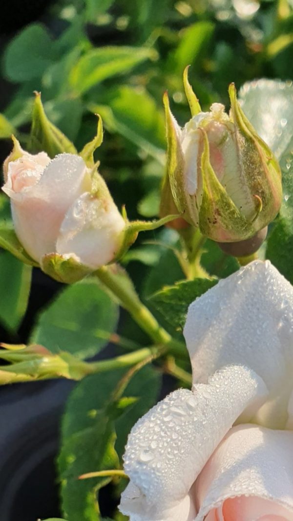 Rosa 'Special Child' Rosa 'Special Child'