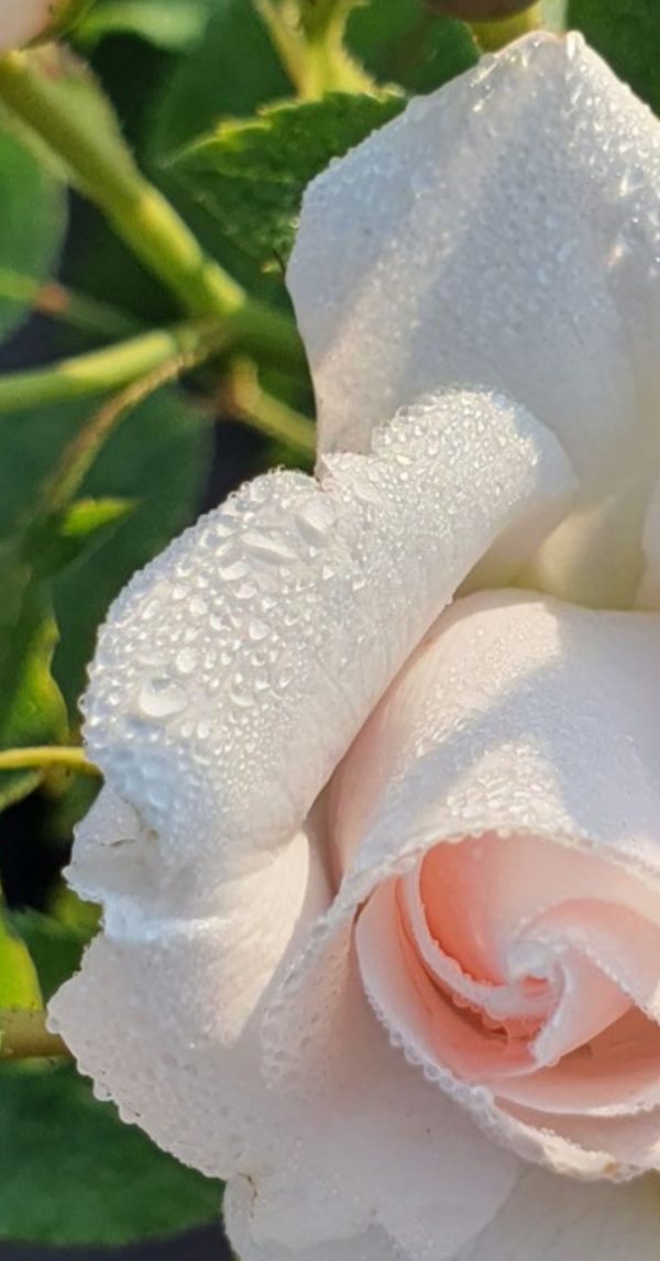 Rosa 'Special Child'2 Rosa 'Special Child'