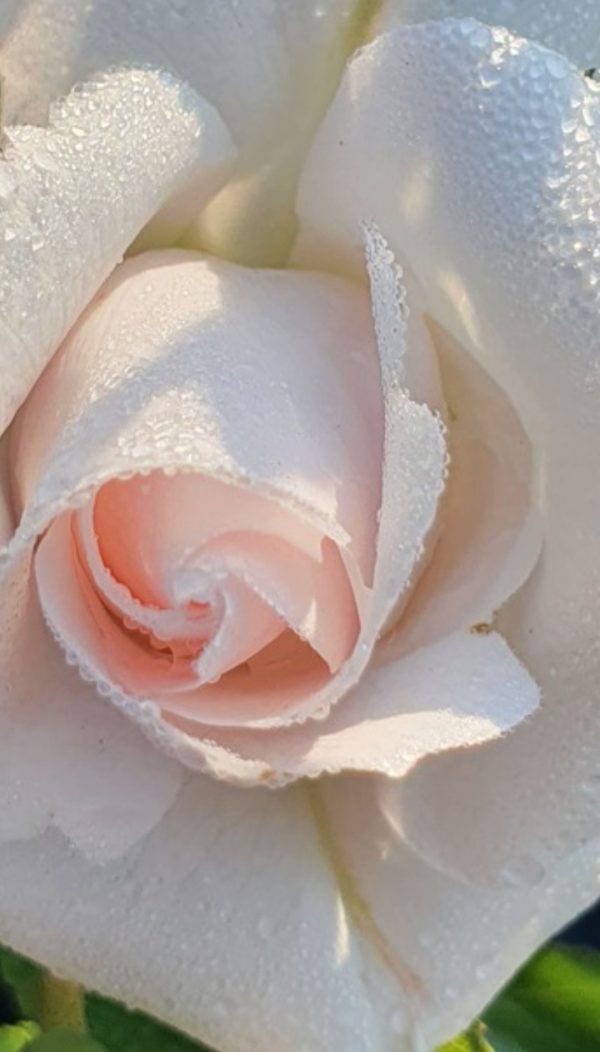 Rosa 'Special Child'3 Rosa 'Special Child'