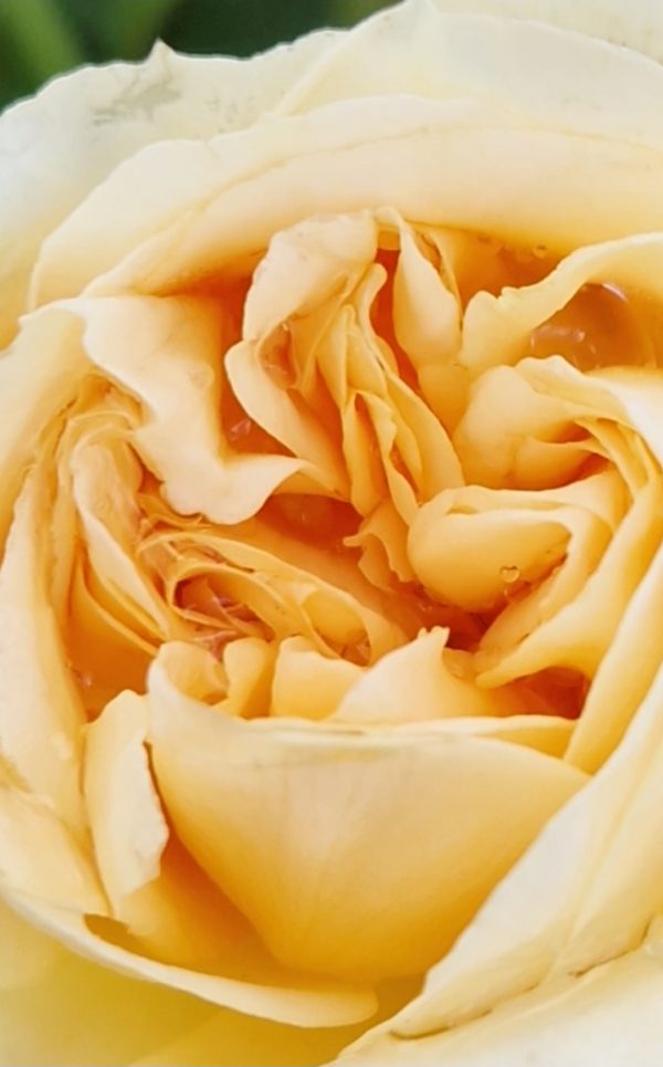 Rosa 'Sweet Memories'