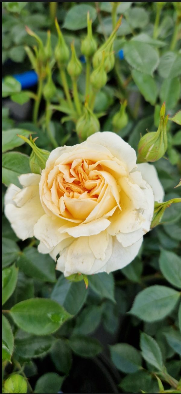 Rosa 'Sweet Memories'