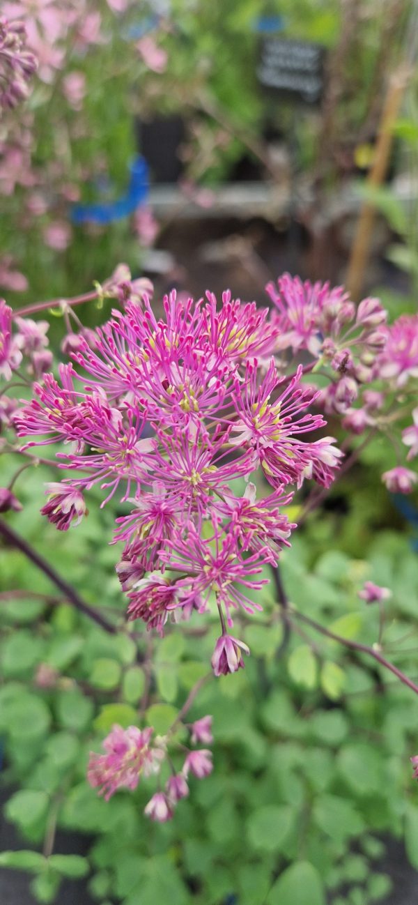 Thalictrum aquilegifolium 'Thundercloud' Thalictrum aquilegifolium 'Thundercloud'