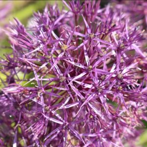A bulbous perennial with large globes of star-shaped, pink-purple flowers on strong stems.