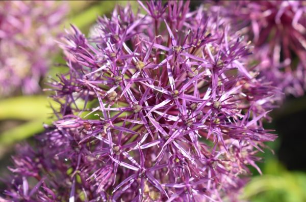 A bulbous perennial with large globes of star-shaped, pink-purple flowers on strong stems.