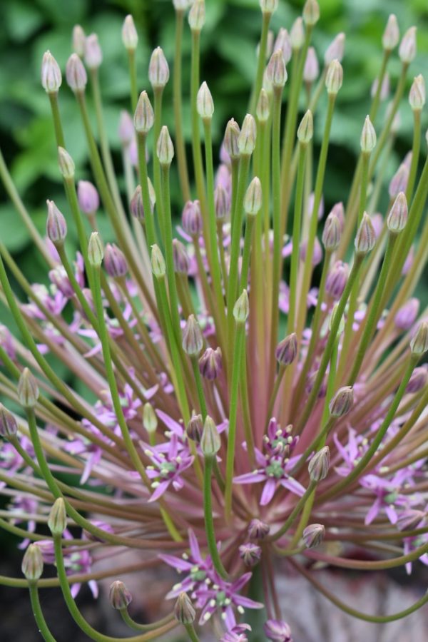 Allium cristophii