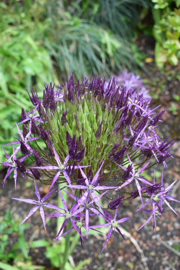 Allium cristophii