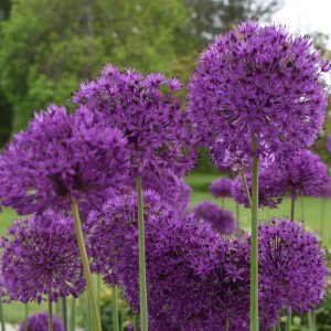 Allium hollandicum 'Purple Sensation'