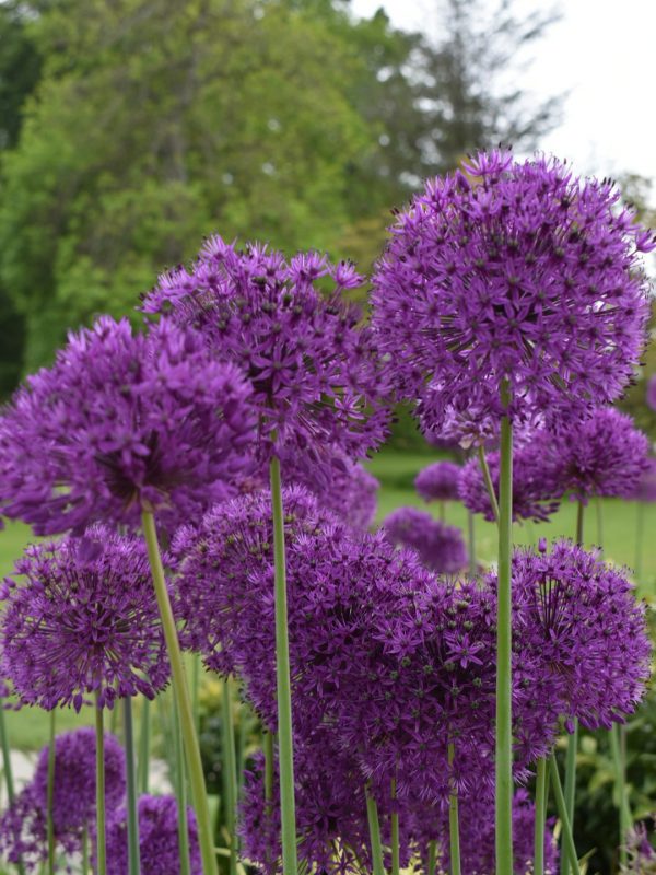 Allium hollandicum 'Purple Sensation' Allium hollandicum 'Purple Sensation'