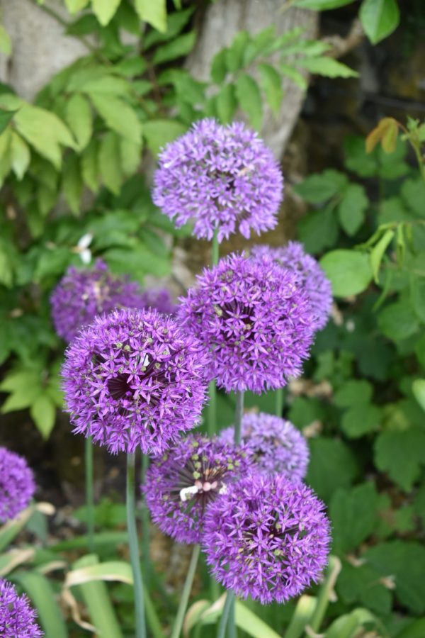 Allium hollandicum 'Purple Sensation' Allium hollandicum 'Purple Sensation'