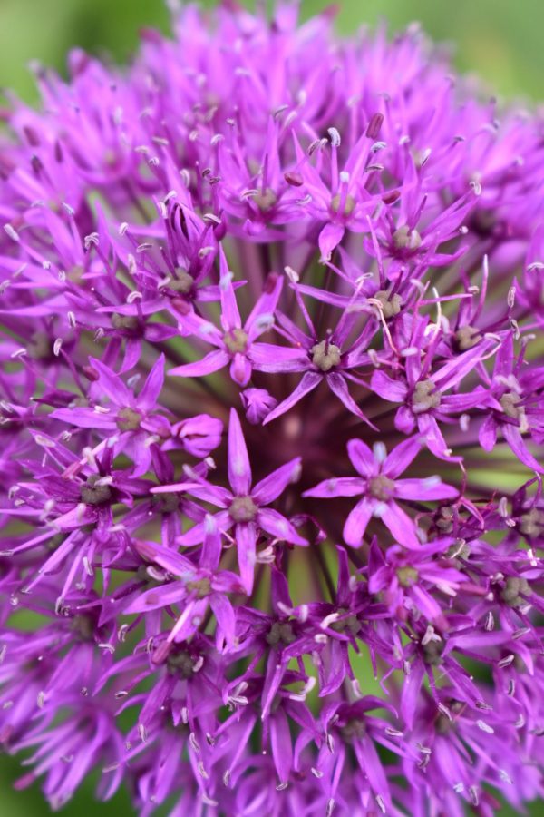 Allium hollandicum 'Purple Sensation'3 Allium hollandicum 'Purple Sensation'