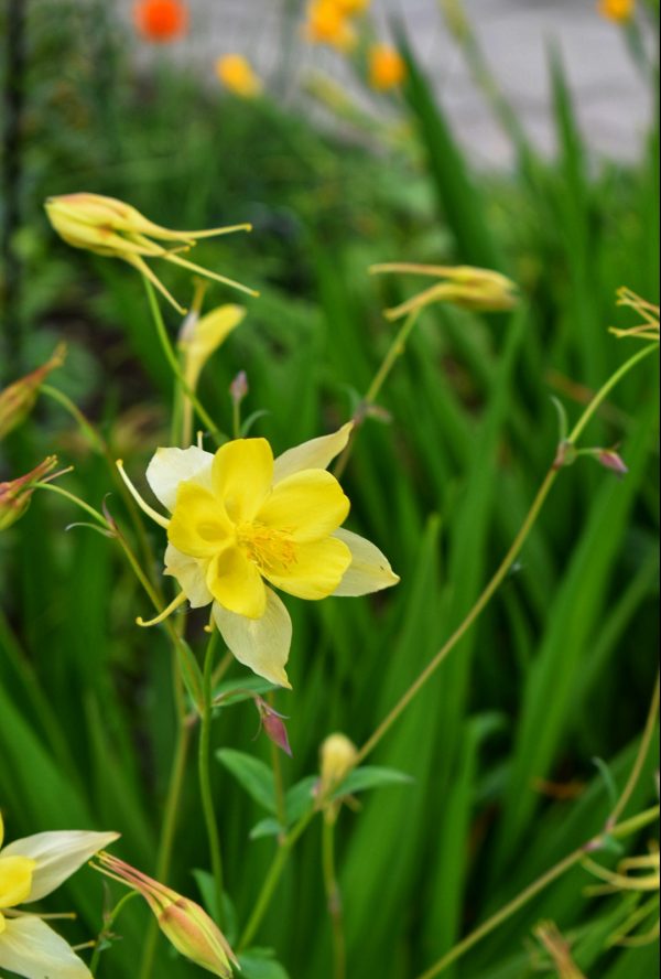 Aquilegia 'Yellow Star'