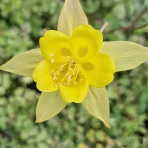 Aquilegia 'Yellow Star'