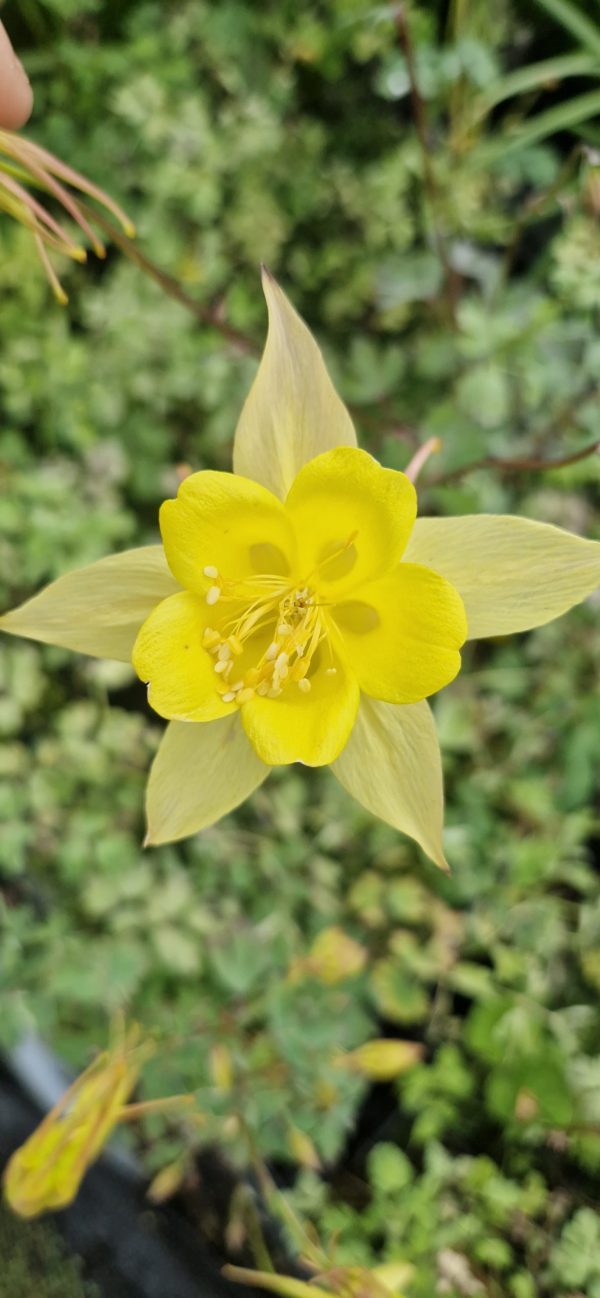 Aquilegia 'Yellow Star'