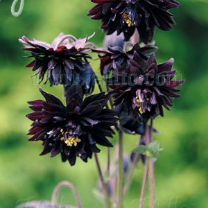 Aquilegia vulgaris var. stellata 'Black Barlow'