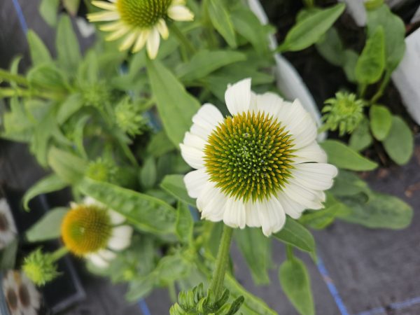 Echinacea Mooodz 'Glory'