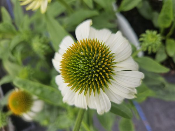 Echinacea Mooodz 'Glory'