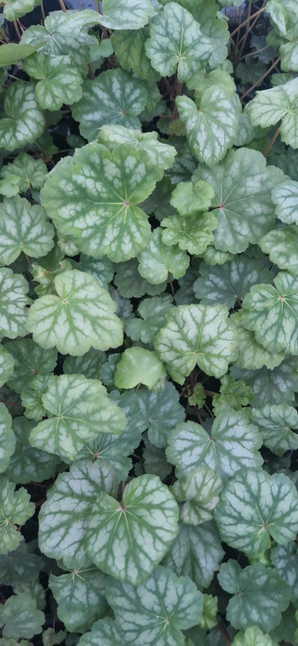 Heuchera americana 'Dales Strain'