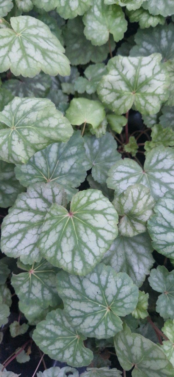 Heuchera americana 'Dales Strain' 2