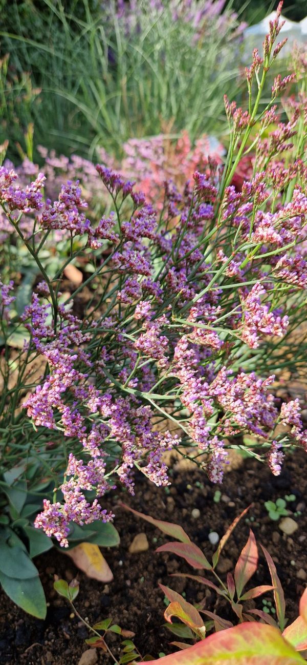 Limonium 'Dazzle Rocks'