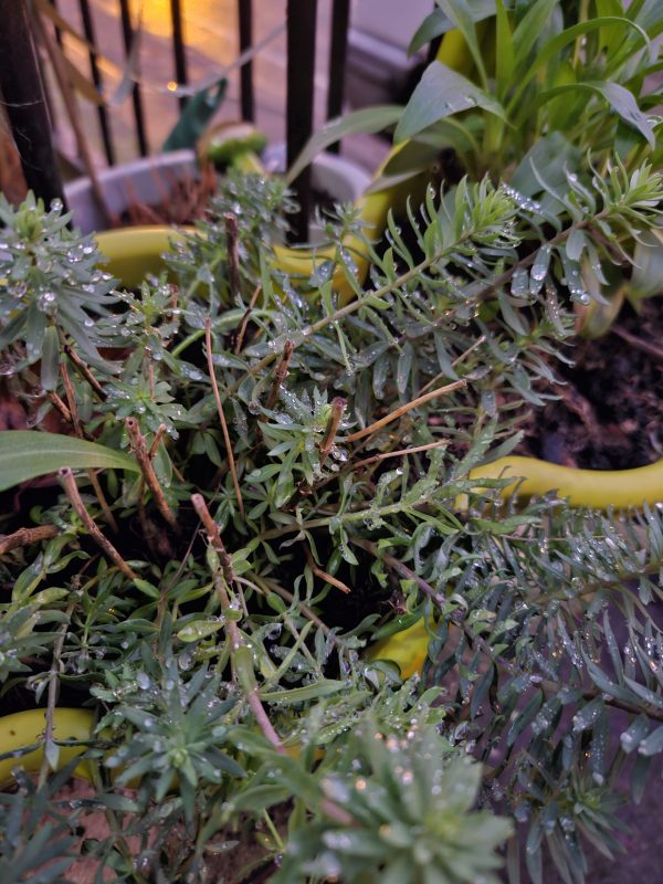 Linaria purpurea 'Canon J Went'