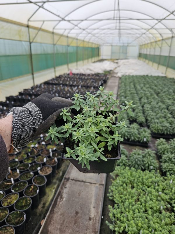 Linaria purpurea 'Canon J Went'