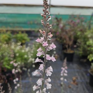 Linaria purpurea ‘Canon J Went’