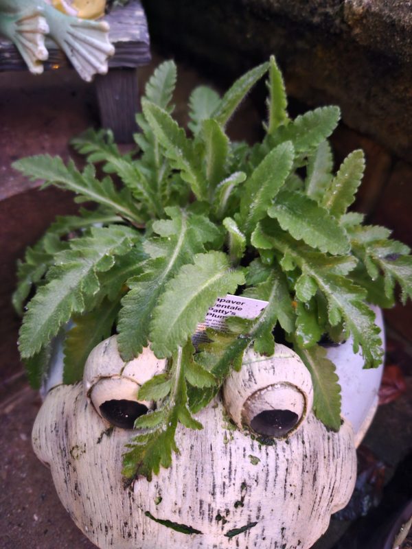 Papaver 'Patty's Plum'