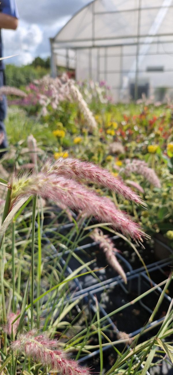 Pennisetum orientale 'Dance with Me'