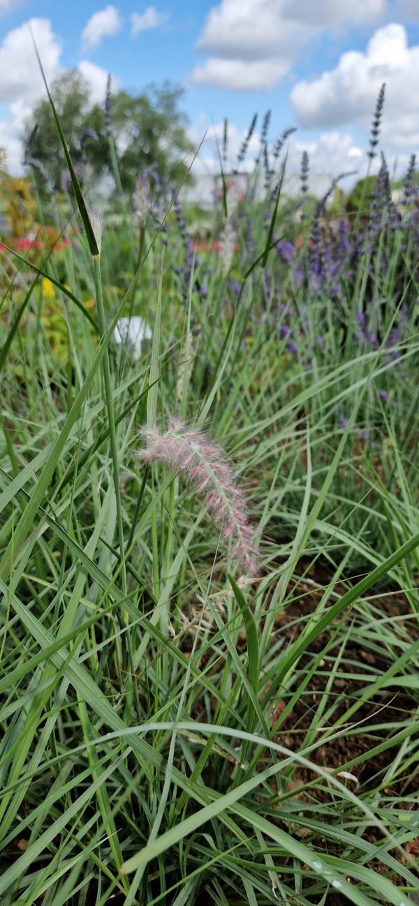 Pennisetum orientale 'Dance with Me' 2