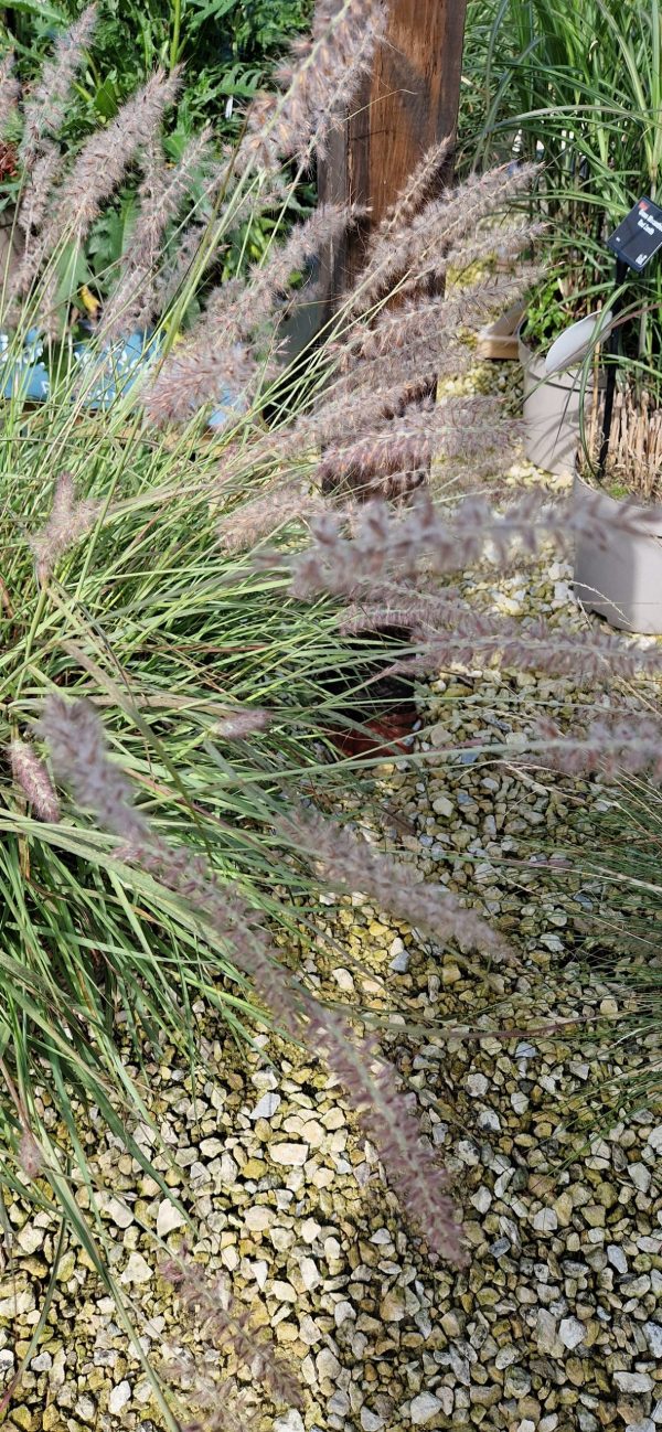 Pennisetum orientale 'Dance with Me' 3