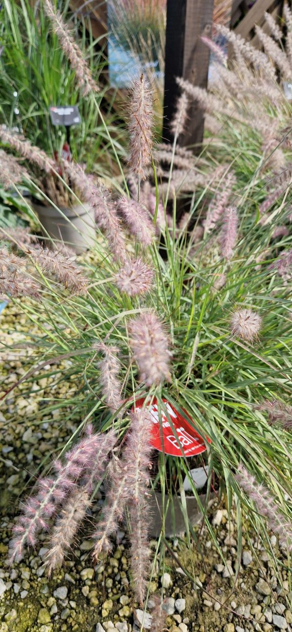 Pennisetum orientale 'Dance with Me' 4