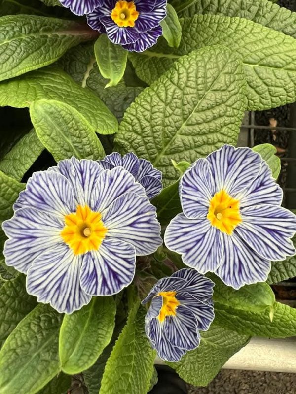Primula 'Zebra'