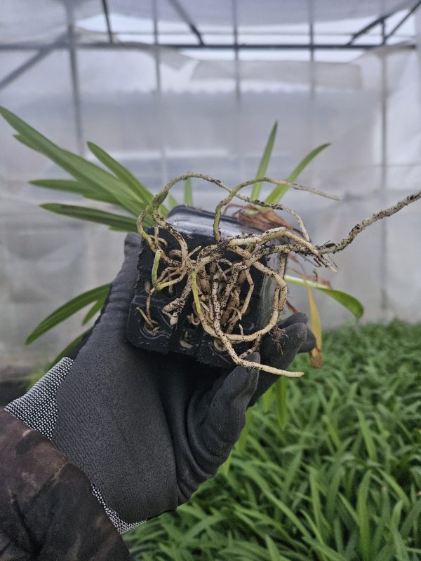 Agapanthus 'Crystal Blue' Agapanthus 'Crystal Blue'