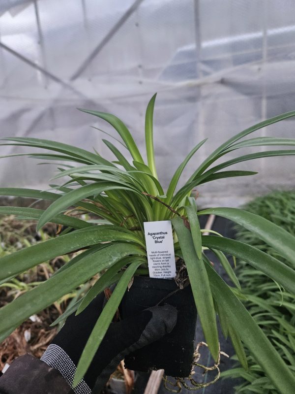 Agapanthus 'Crystal Blue'2 Agapanthus 'Crystal Blue'