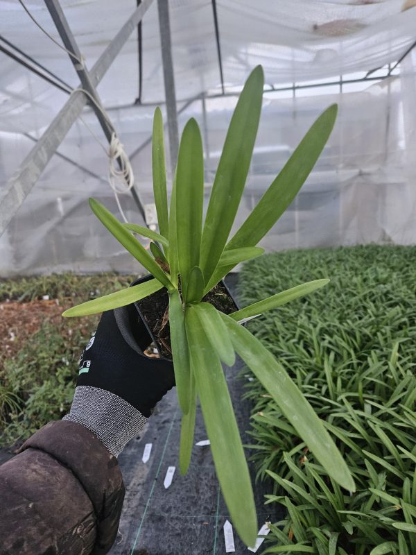 Agapanthus 'Fireworks'