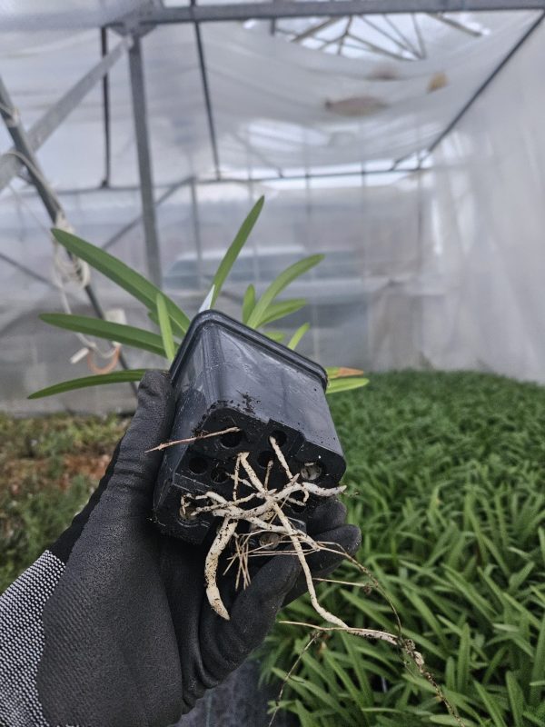 Agapanthus 'Fireworks'