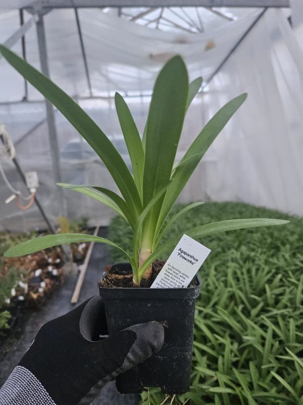 Agapanthus 'Fireworks'