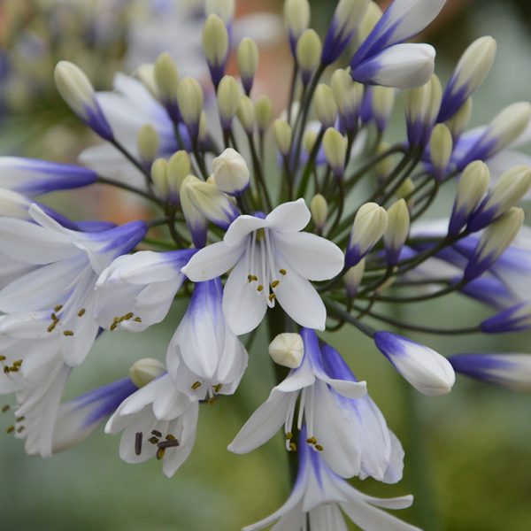 Agapanthus 'Twister' Agapanthus 'Twister'