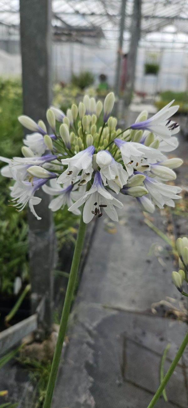 Agapanthus 'Twister'4 Agapanthus 'Twister'