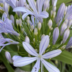 Agapanthus 'Crystal Blue'