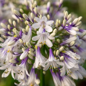 Agapanthus 'Fireworks'